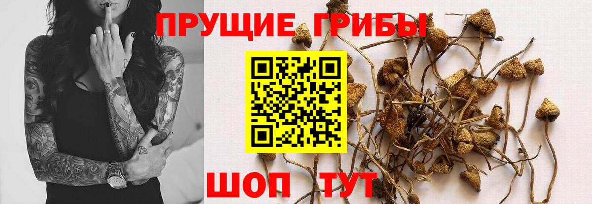 Галлюциногенные грибы MAGIC MUSHROOMS  Галлюциногенные грибы Magic Shrooms  Сокол  Вход с VPN 